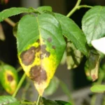 Sansar Green Fungicide Spray