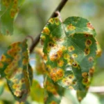 Sansar Green Fungicide Spray