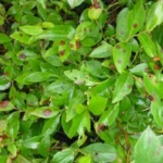 Sansar Green Fungicide Spray