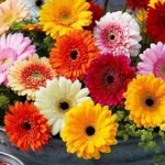 Sansar Green Gerbera Magic Mixture