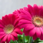 Sansar Green Gerbera Magic Mixture