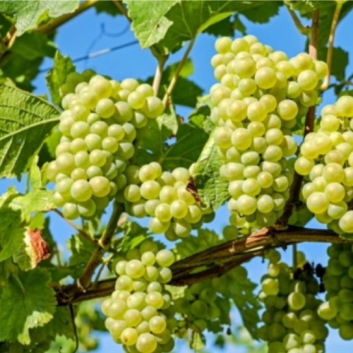 Sansar Green Grapes Growth Powder Fertilizer From Sansar Green