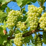 Sansar Green Grapes Magic Mixture