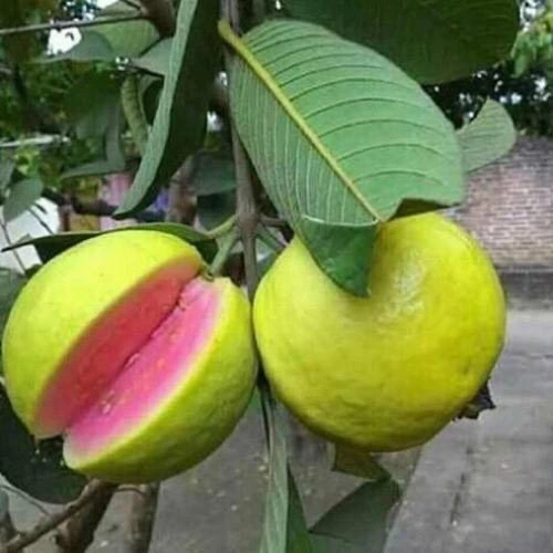 Sansar Green Guava Magic Mixture