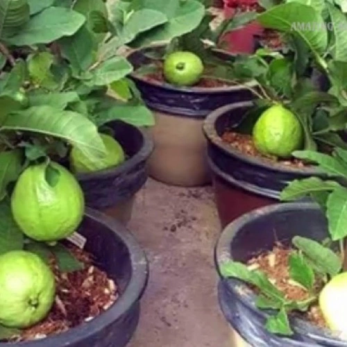 Sansar Green Guava Magic Mixture