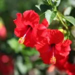 Sansar Green Hibiscus Bloom Booster