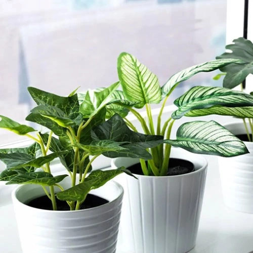 Sansar Green Indoor Plant Growth Liquid Fertilizer
