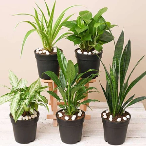 Sansar Green Indoor Plants Growth Spray Fertilizer From Sansar Green