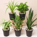 Sansar Green