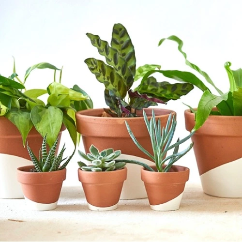 Sansar Green Indoor plants potting mix