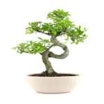 Sansar Green Jade Plants Growth Liquid Fertilizer