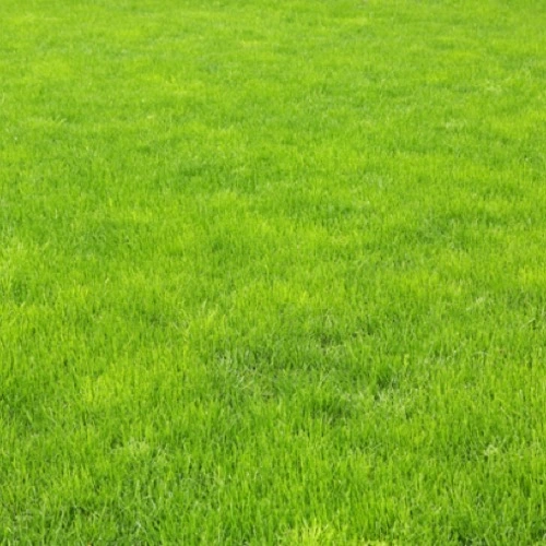 Sansar Green Lawn care organic fertilizer