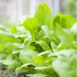Sansar Green Leafy Veg Magic Mix