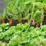 Sansar Green Leafy Veg Magic Mix