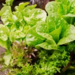 Sansar Green Leafy Veg Magic Mix