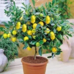 Sansar Green Lemon Magic Mixture