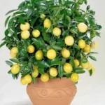 Sansar Green Lemon Magic Mixture
