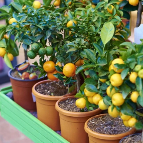 Sansar Green Lemon Plant Liquid Fertilizer