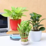 Sansar Green Lucky Bamboo Growth Liquid Fertilizer