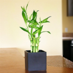 Sansar Green Lucky Bamboo Growth Liquid Fertilizer