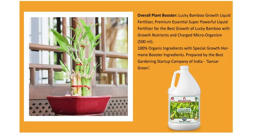 Sansar Green Lucky Bamboo Growth Liquid