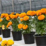 Sansar Green Marigold Magic Mixture