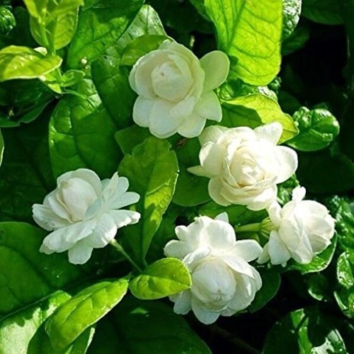 Sansar Green Mogra Bloom Booster