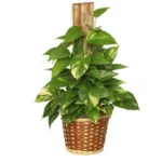 Sansar Green Money Plant Growth Liquid Fertilizer From Sansar Green