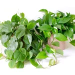 Sansar Green Money Plant Growth Liquid Fertilizer From Sansar Green