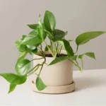 Sansar Green Money Plant Growth Liquid Fertilizer From Sansar Green