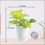 Sansar Green Money Plant