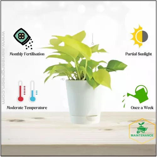 Sansar Green Money Plant