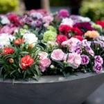 NPK 30:10:10 Best Fertilizer For All Plants From Sansar Green
