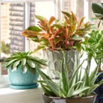 NPK 30:10:10 Best Fertilizer For All Plants From Sansar Green