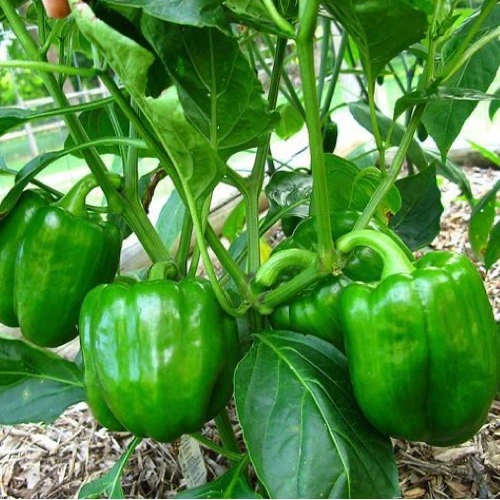 NPK 30:10:10 Best Fertilizer For All Plants By Sansar Green