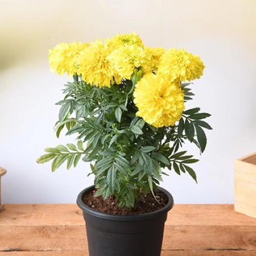 NPK 8:25:25 Best Fertilizer For All Flowers Plant From Sansar Green