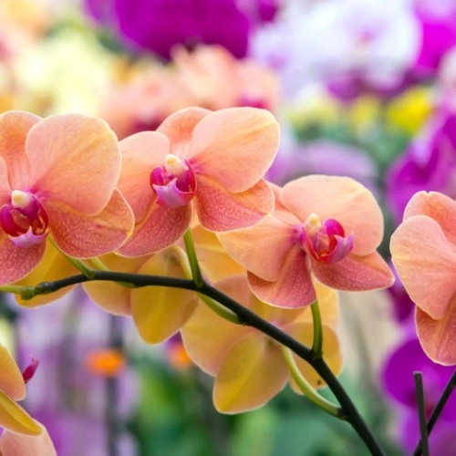 Sansar Green Orchid Bloom Booster