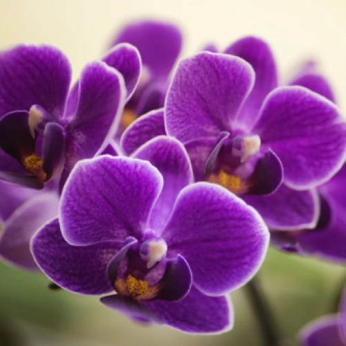Sansar Green Orchid Bloom Booster Fertilizer From Sansar Green