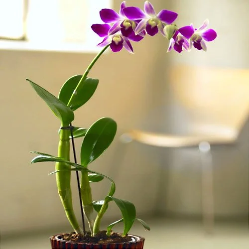 Sansar Green Orchid Flower Booster Fertilizer From Sansar Green