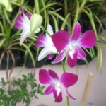 Sansar Green Orchid Growth Booster Fertilizer From Sansar Green