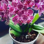 Sansar Green Orchid Growth Booster Fertilizer From Sansar Green