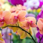 Sansar Green Orchid Growth Booster Fertilizer From Sansar Green