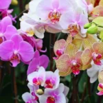 Sansar Green Orchid Growth Booster Fertilizer From Sansar Green