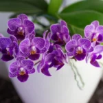 Sansar Green Orchid Growth Booster Fertilizer From Sansar Green