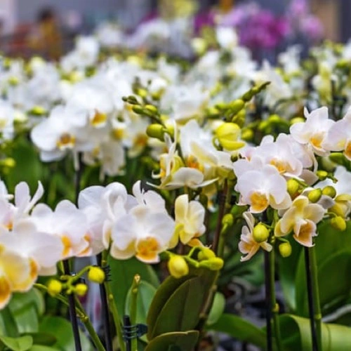 Best Orchid Growth Booster Fertilizer From Sansar Green