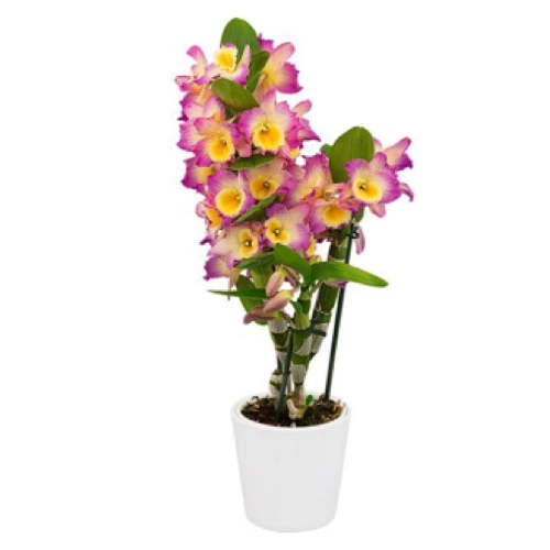 Sansar Green Orchid Growth Spray