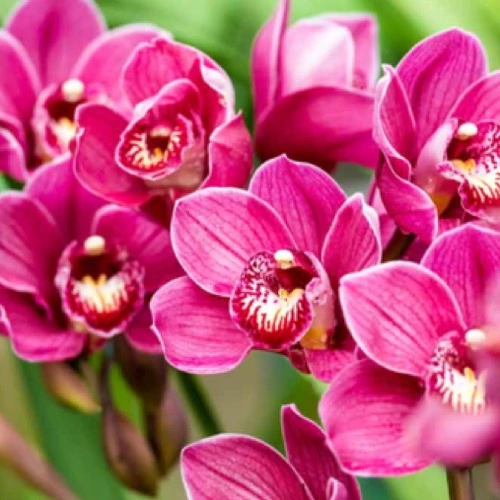 Sansar Green® Orchid Kit (Flower and Growth) Best Fertilizer For Plant