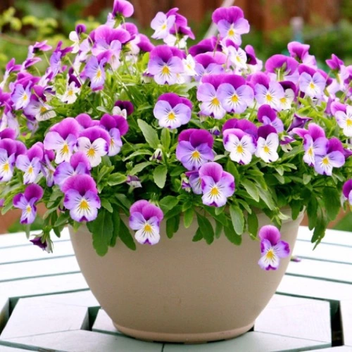 Sansar Green® Orchid Kit (Flower and Growth) Best Fertilizer For Plant