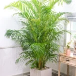 Sansar Green Palm Growth Powder Fertilizer From Sansar Green