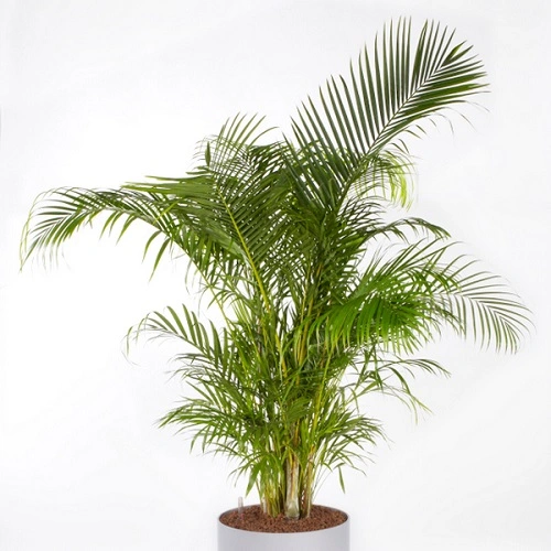 Sansar Green Palm Plant Growth Liquid Fertilizer From Sansar Green